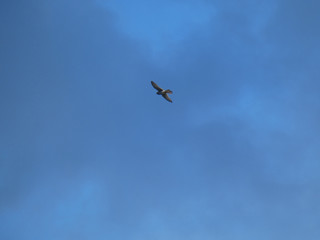Falco in volo