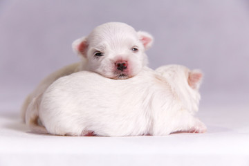 New born puppy dog. Maltese puppy on the sleeping. Selective focus on the face with blurred background