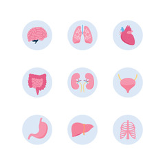 Human body organ icon set isolated on white background