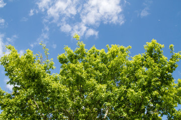 Oak tree fresh green springtime foliage