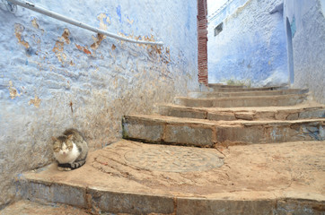 Traditional moroccan architectural details and painted houses. street with flowers and bright blue walls with arch. Cats resting around the medina of chefchaouen.