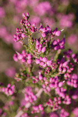 Obraz premium Bell heather flowers blooming in spring