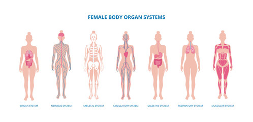 Female body biological infographic set flat vector illustration isolated.