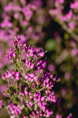 Obraz premium Bell heather flowers close up