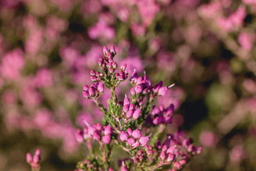Heather bell flowers close up