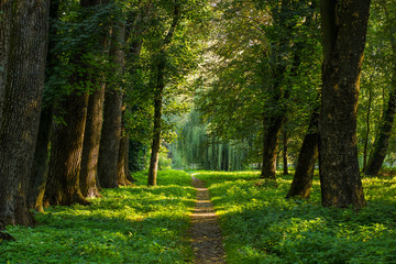 fairy tale forest outdoor park nature scenery landscape of path alley way place for walking in morning fresh weather time with sun rays through tree branches - obrazy, fototapety, plakaty