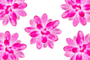 Background of pink flowers copy-space isolated on white background