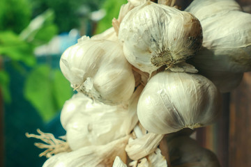 Obraz premium Close up of bunch of white garlic (Allium sativum. Harvest time.) drying on wooden background. Hanging to dry. Pile of garlic bulbs hangs on old barn. Rich in vitamins. Cure for common cold and flu