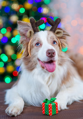 Border Collie dog with deer horns on his head lies near a Christmas tree with a gift near his paws