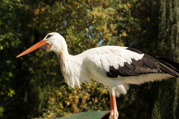 beautiful soft focus animal portrait of stork type of bird on unfocused bokeh forest natural landscape background, copy space
