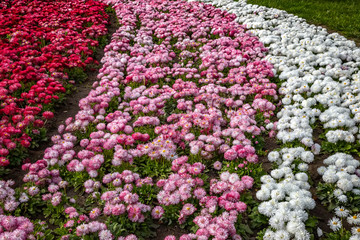 Obraz premium Beautiful field of colorful Common Daisy- Monstrosa. in spring day. Colorful decoration in the park.