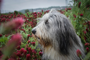 Adult bearder collie is in crimson clover. He has so funny face