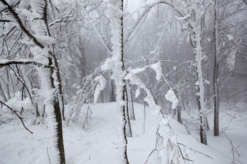 Snow in the forest of the Ivanščica Mountain, Croatia