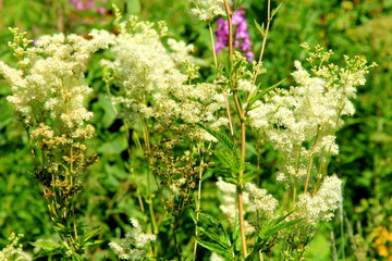 Filipendula ulmaria, meadowsweet flowers in a meadow 