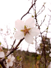 Fiore di mandorlo