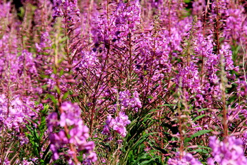 Obraz premium Blooming Willow herb on blue sky background, Ivan chaj tea 