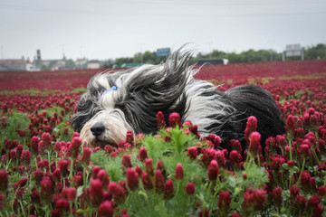 Fototapeta premium bearded collie is running in crimson clover. He is so happy and free. The sun si so beautiful.