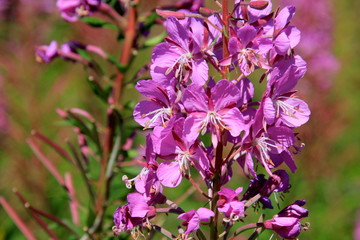 Blooming Willow herb on blue sky background, Ivan chaj tea 