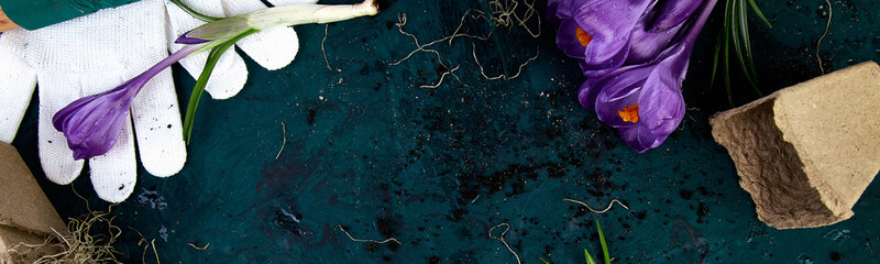 Banner with Gardening tools, peat pots, crocus flower. spring