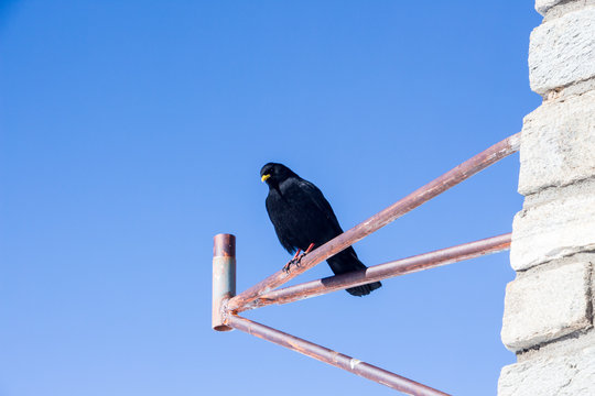 A black raven bird sitting on top of a building blue sky