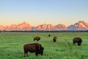 Teton Mountains © Robert