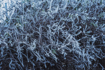 Fototapeta na wymiar Trees and greenery covered with ice crystals in the form of icicles. Frosts with frost loss