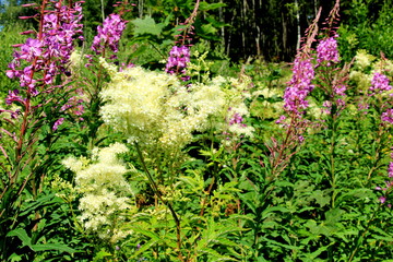 Obraz premium Filipendula ulmaria, meadowsweet flowers in a meadow 