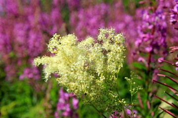 Filipendula ulmaria, meadowsweet flowers in a meadow 