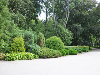 Landscaping composition of thuja and juniper along the sidewalk against a background of tall deciduous trees. Landscaping with evergreens 