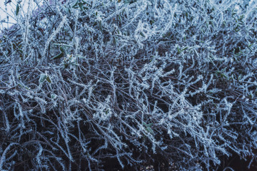 Trees and greenery covered with ice crystals in the form of icicles. Frosts with frost loss