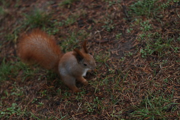 hand-made squirrel chews in the park
