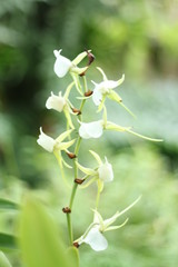 Fototapeta na wymiar rare orchid flowers, close-up in a botanical garden