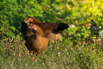 asia native chicken sunset