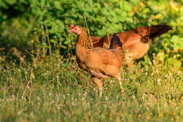 asia native chicken sunset