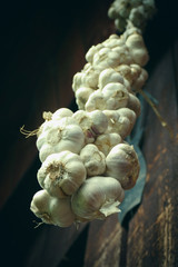 Close up of bunch of white garlic (Allium sativum. Harvest time.) drying on wooden background. Hanging to dry. Pile of garlic bulbs hangs on old barn. Rich in vitamins. Cure for common cold and flu