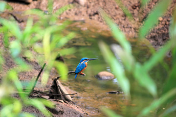 Kingfisher bird sitting near river
