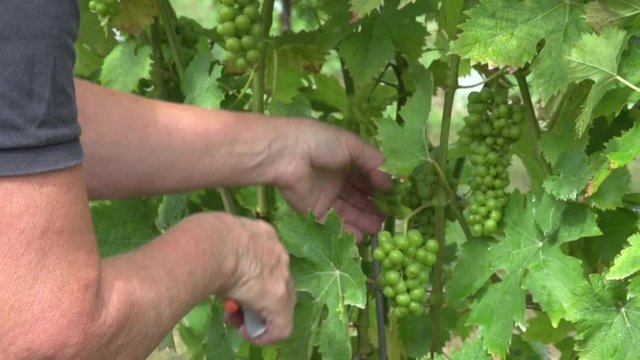 Weinlese