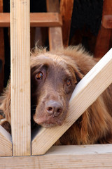Hund mit treuem Blick