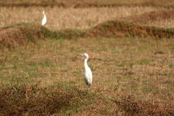 Bird in white color