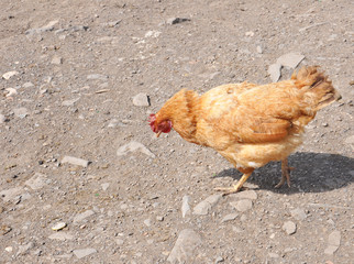 Ginger chicken on sand background