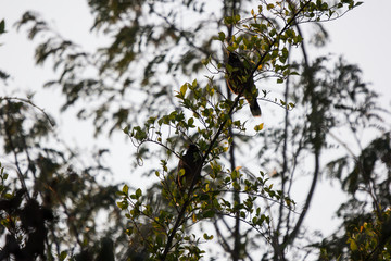 Red whiskered Bulbul Bird on Tree