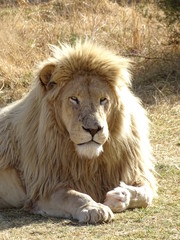 Weißes Löwen Männchen  47