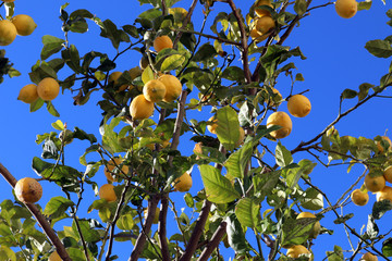 Zitronen am Baum