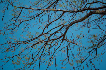 Obraz premium branch tree in forest on blue sky background, down view on autumn season