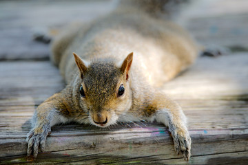 Grauhörnchen in Florida