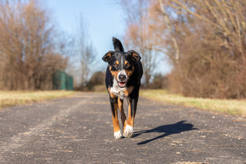 appenzeller mountain dog is running on street towards the camera