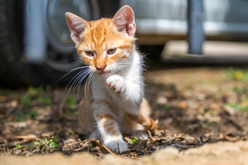 Obraz premium Orange-weiß getigertes Katzenbaby