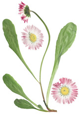 Pressed and dried flower daisy (marguerite). Isolated on white background. For use in scrapbooking,...