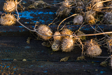 Narwiański Park Narodowy, Dolina Narwi, Podlasie, Polska © podlaski49