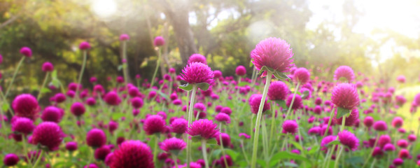 Obraz premium Pretty manicured flower garden with colorful
